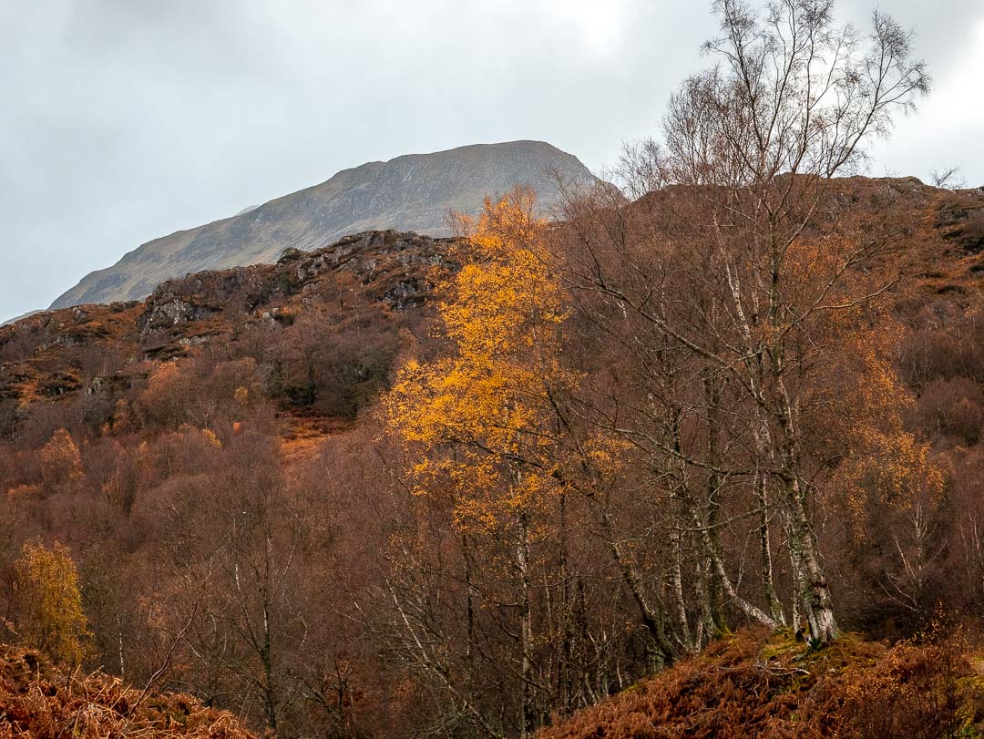 silver birch in autumn colours