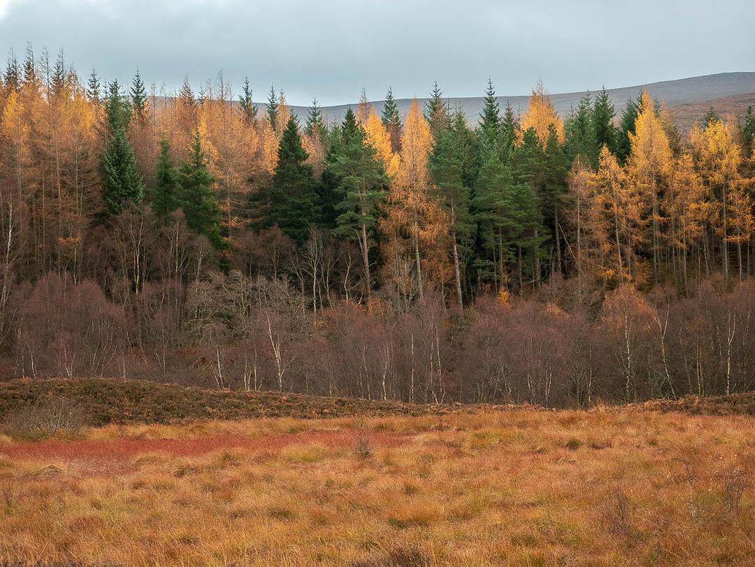 larches in autumn colours